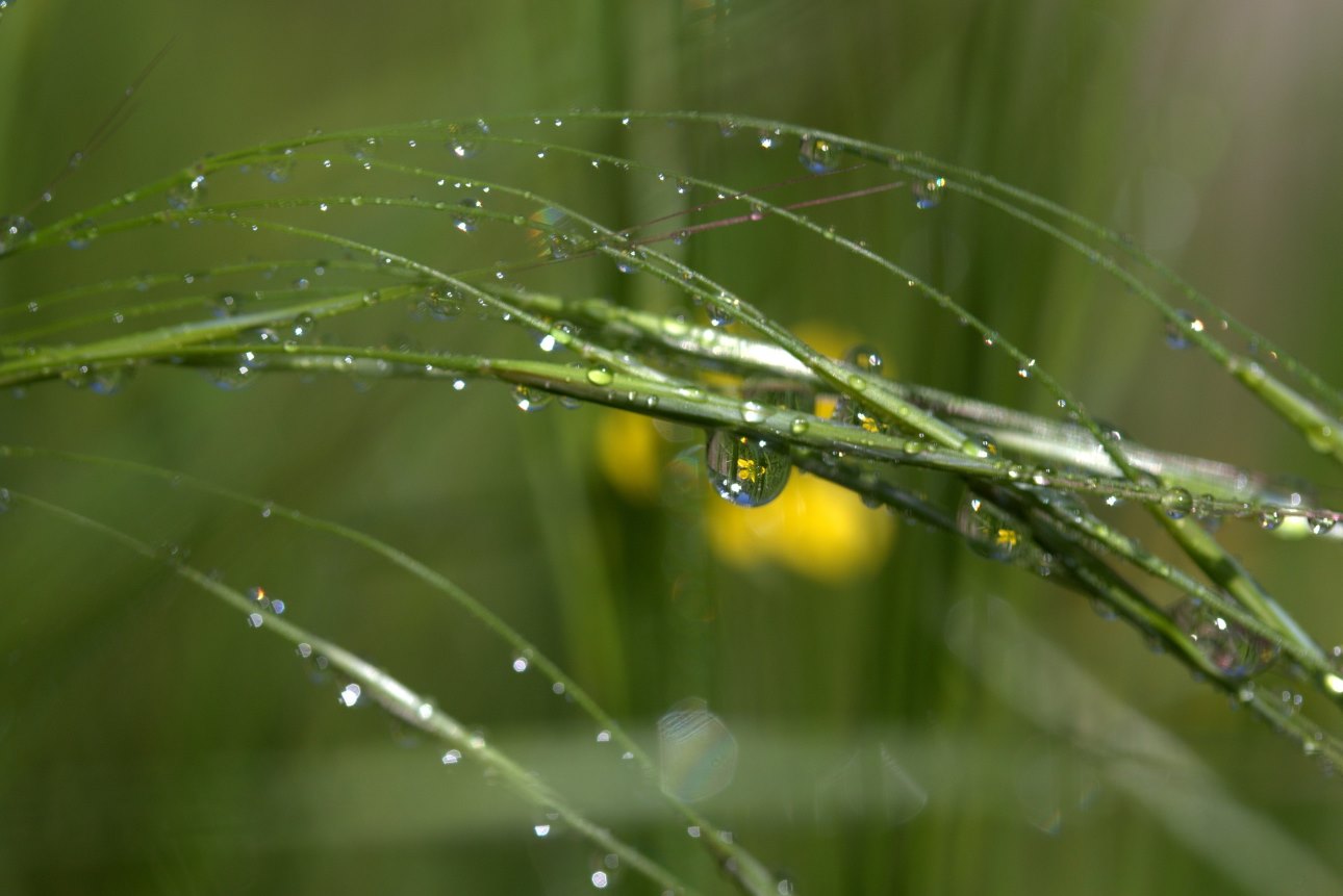 can-you-apply-fertilizer-to-wet-grass