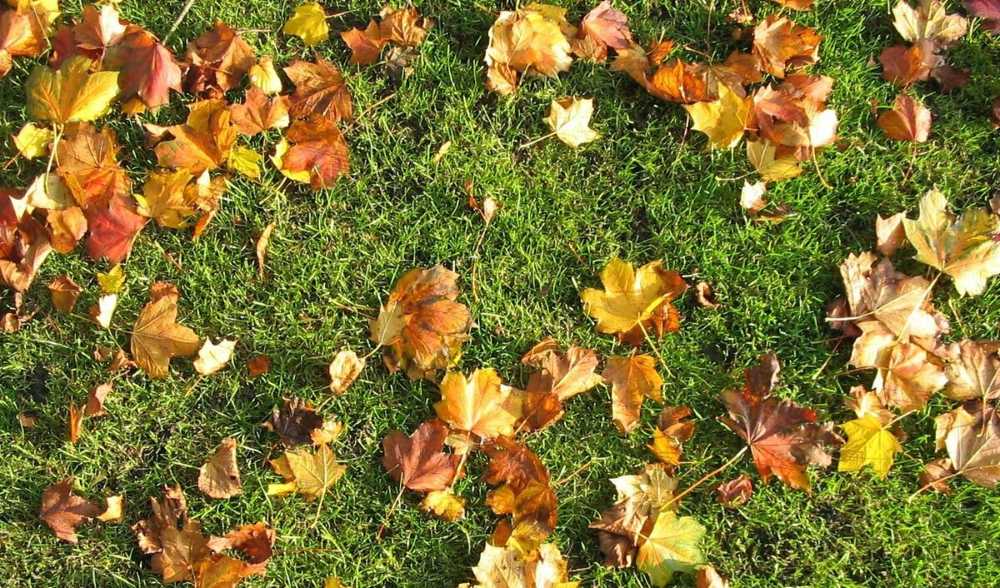fall-grass-planting-schedule