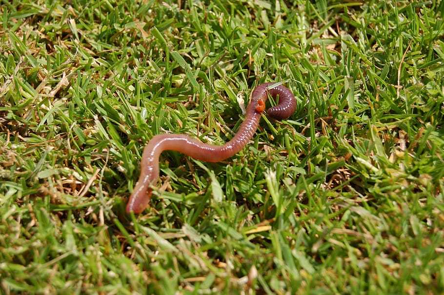 how-to-attract-worms-to-garden