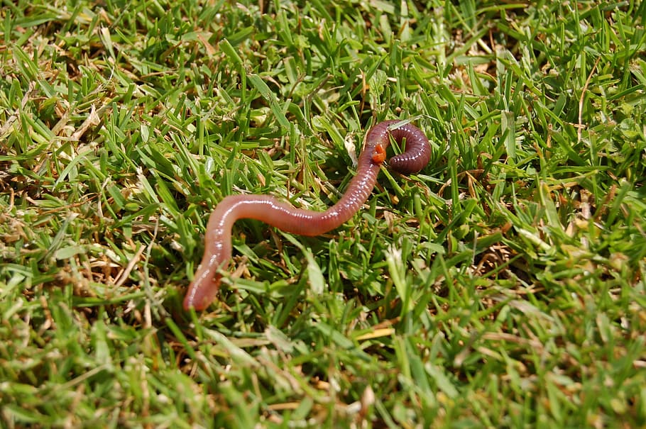 How to Attract Earthworms to Your Garden | NutriPod