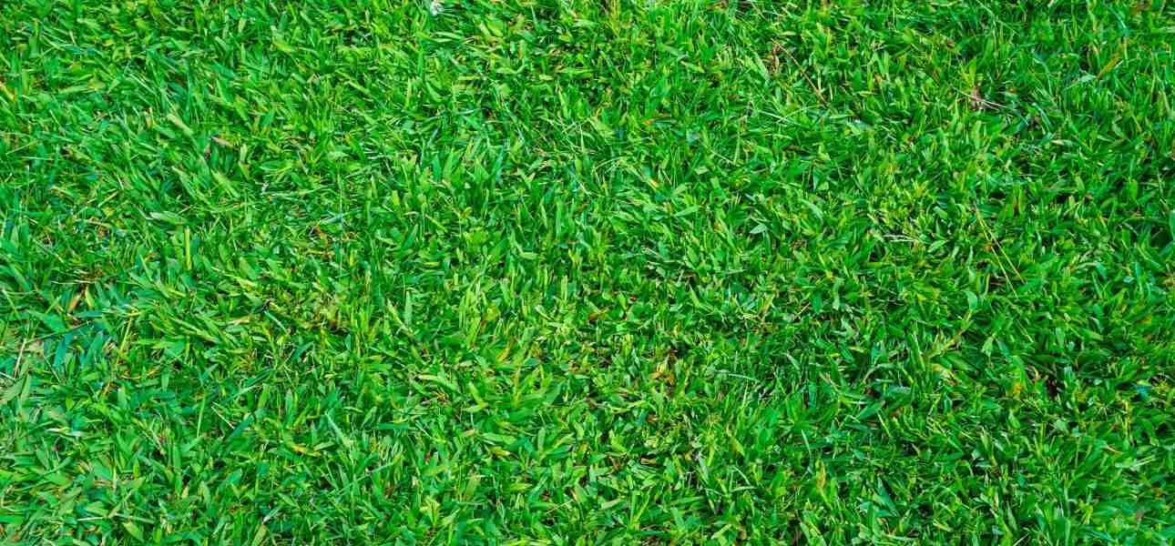 How to Restore Soil Fertility Grass Plug Fertilizer NutriPod