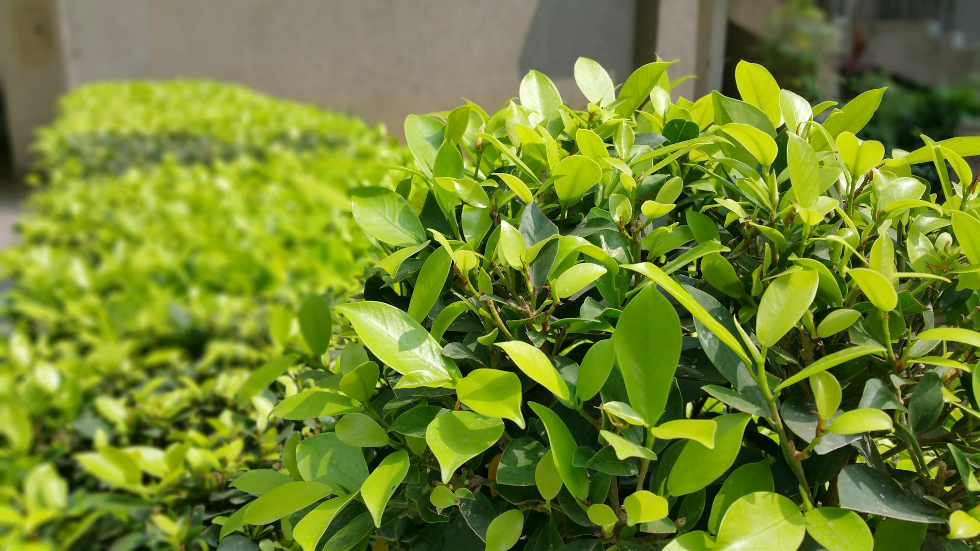 12 Low-Maintenance Shrubs for Your Florida Garden