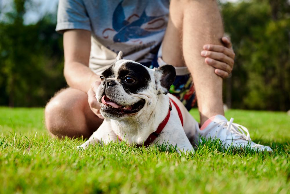 spring-allergies-in-dogs-seasonal-allergy