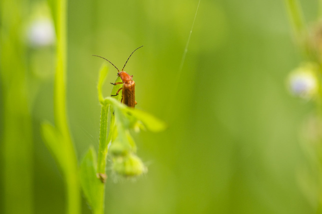 Where to Look for Signs of Pests