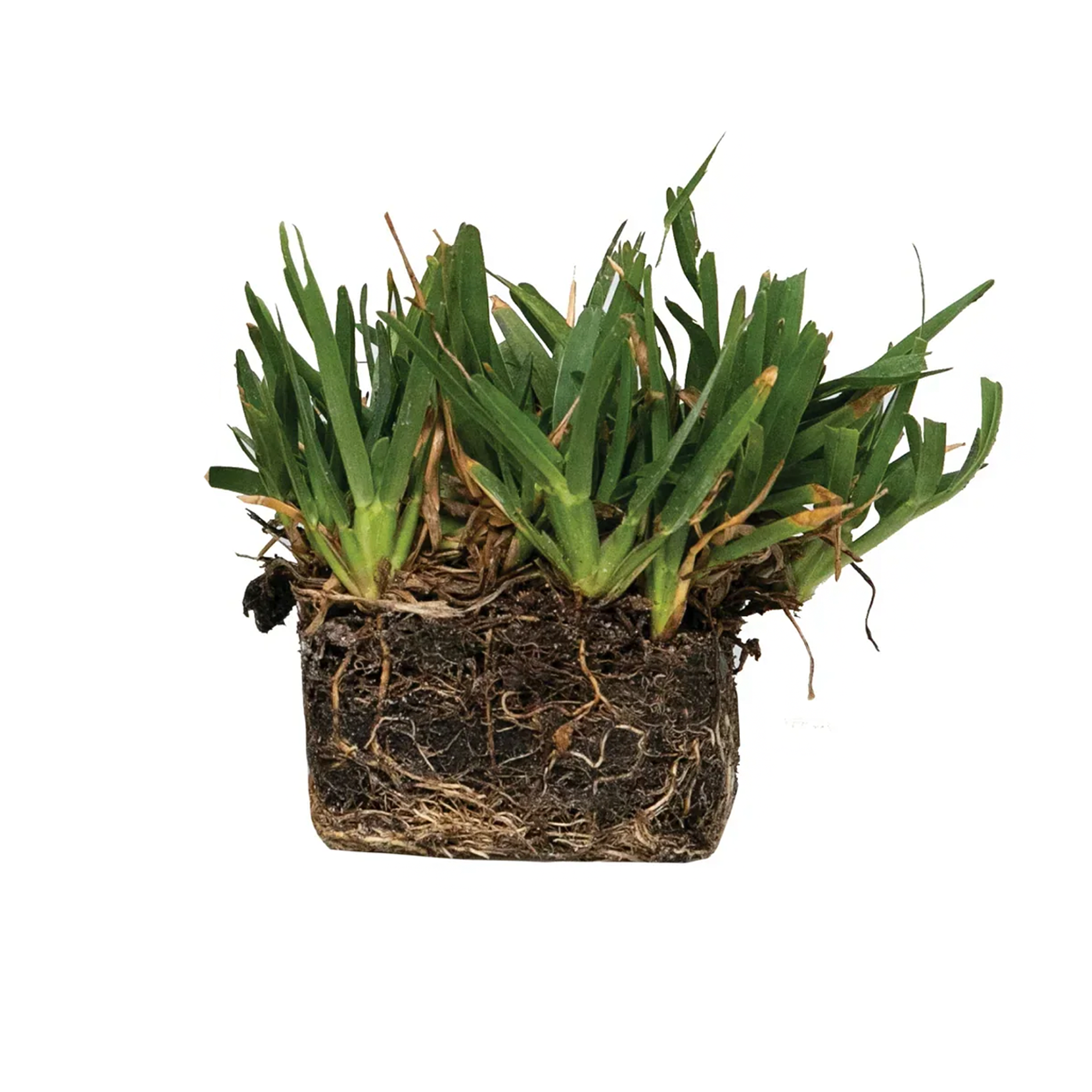Palmetto Grass Plug & NutriPod<sup>®</sup> Fertilizer Bundle