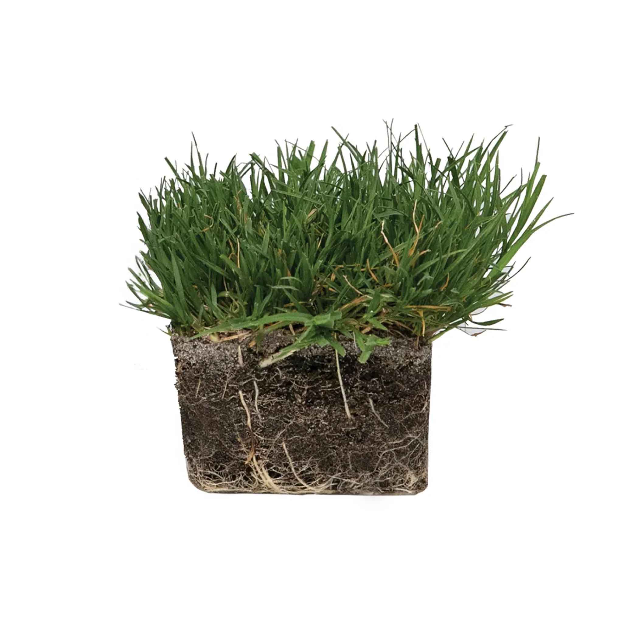 Bermuda Grass Plug & NutriPod<sup>®</sup> Fertilizer Bundle