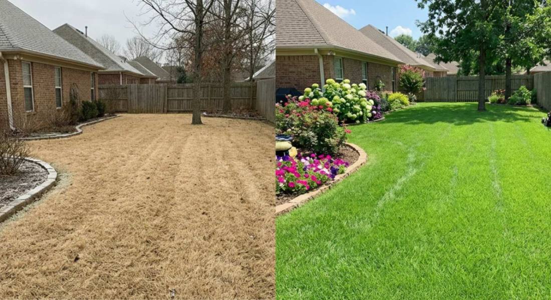 Before and After Fall Recovery Lawn