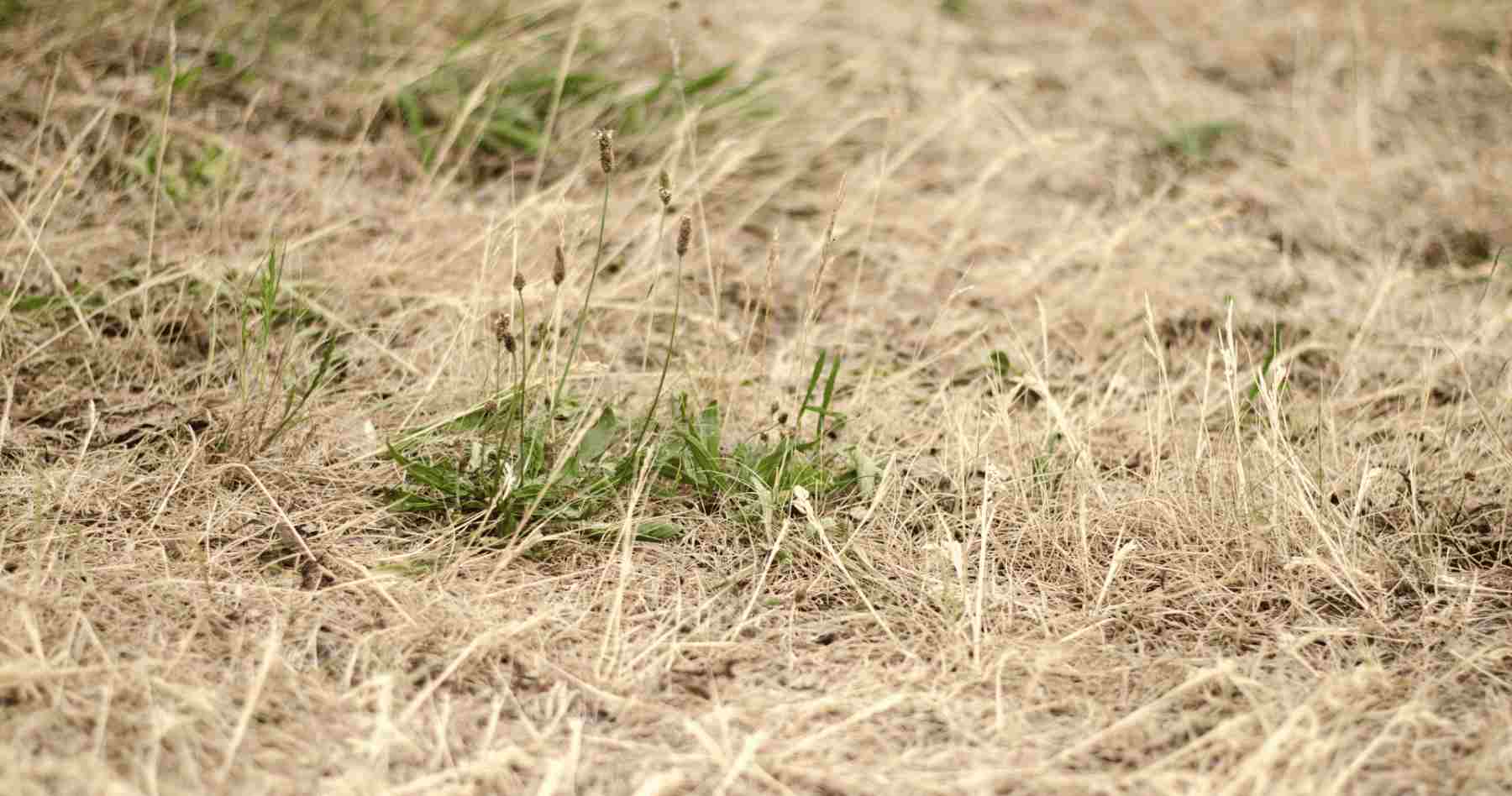 Dead vs Dormant Grass