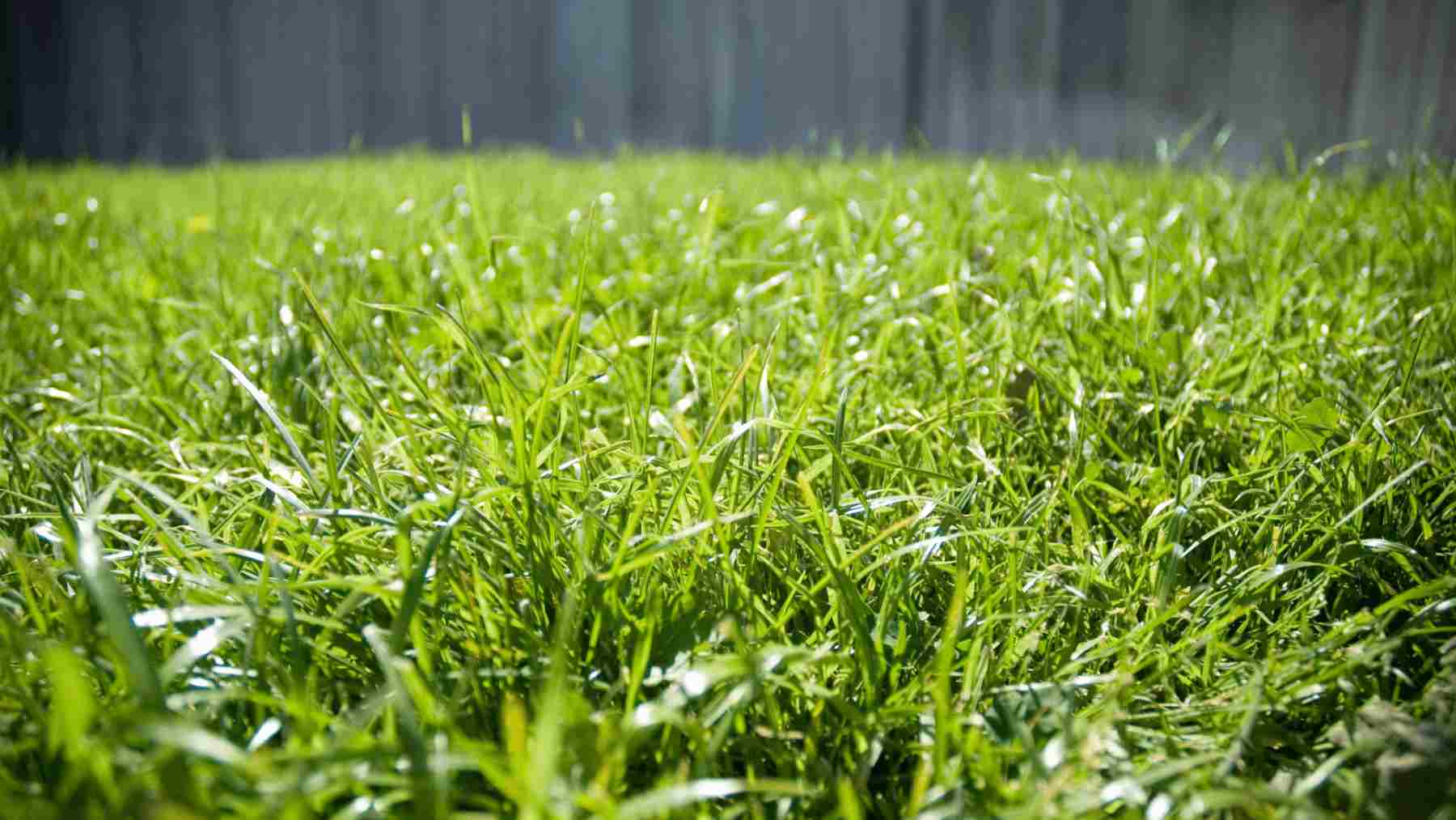 Fertilizer for Grass plugs