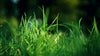 Everything You Need to Know About Fertilizer for New Grass