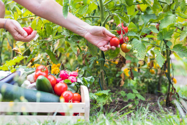 Hand holding freshly harvested vegetables from the garden.