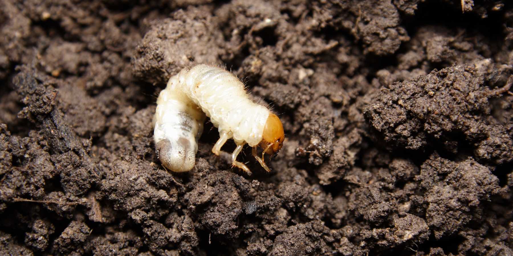 How to Repair Lawn After Grub Damage