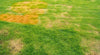 Is It Brown Patch Disease? Diagnosing Brown Spots in Your Lawn