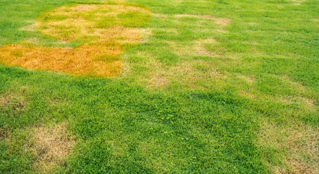Diagnosing Brown Spots in Your Lawn