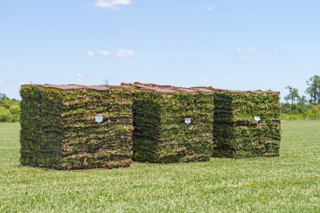 How Much Should You Water Sod