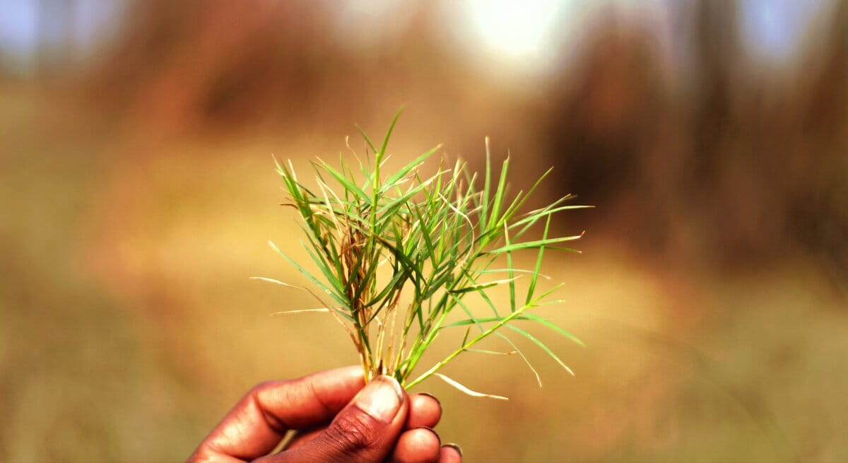 Why Knowing Your Grass Type Matters