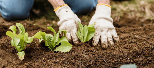 Vegetable Gardening and Sustainable Fertilization