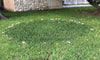 Should You Leave Fairy Rings Alone?