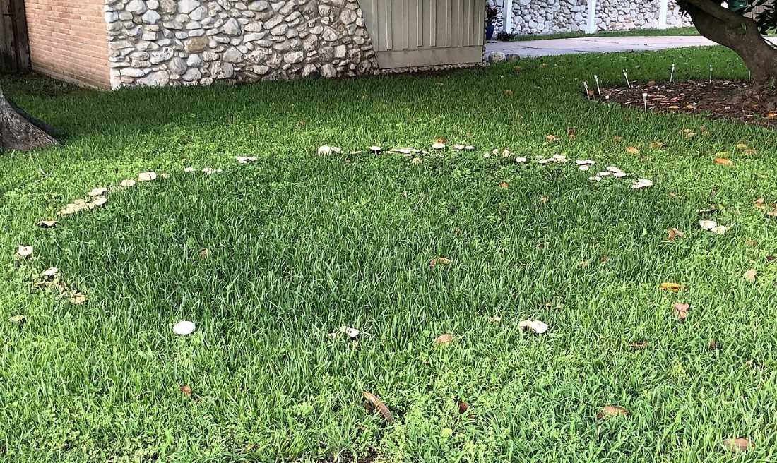 Should You Leave Fairy Rings Alone