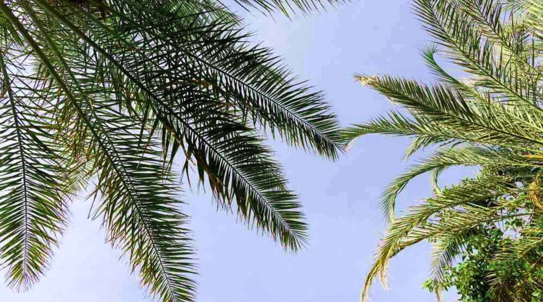 10 Best Palm Trees to Grow in Florida