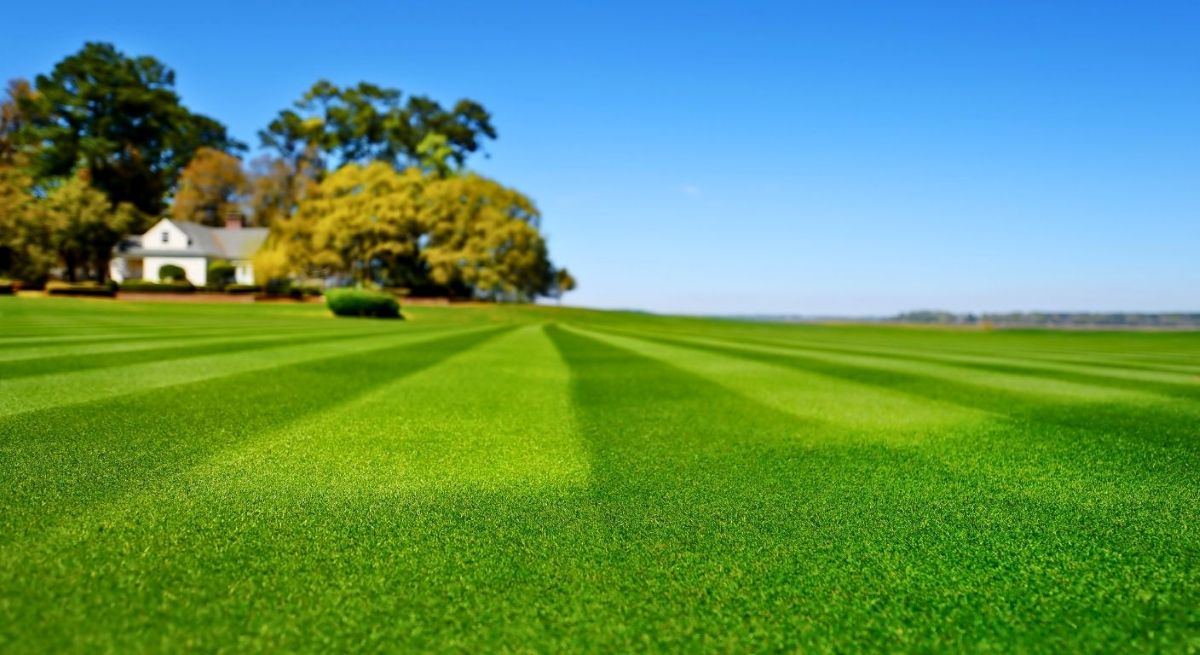 Secret to Perfect Lawn Stripes