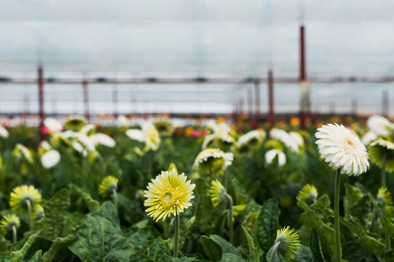 Annuals, Perennials, Biennials: What's the Difference?