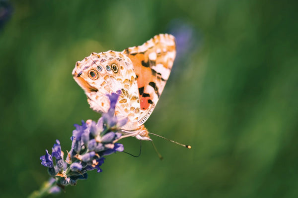 beneficial-insects-for-garden