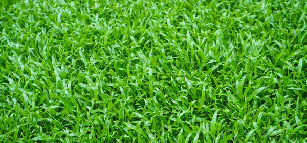 benefits-of-nitrogen-for-lawn