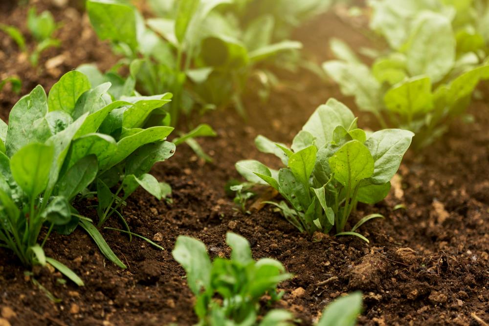 5 Benefits of Slow-Release Fertilizer for Vegetables