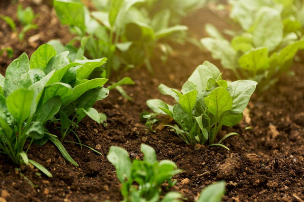 benefits-of-slow-release-fertilizer-for-vegetables