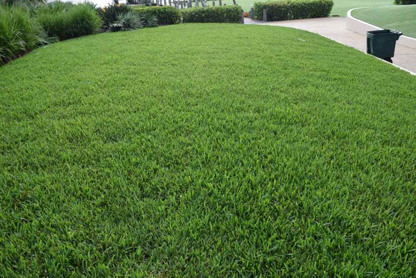 bermuda-and-st-augustine-grass-which-is-better