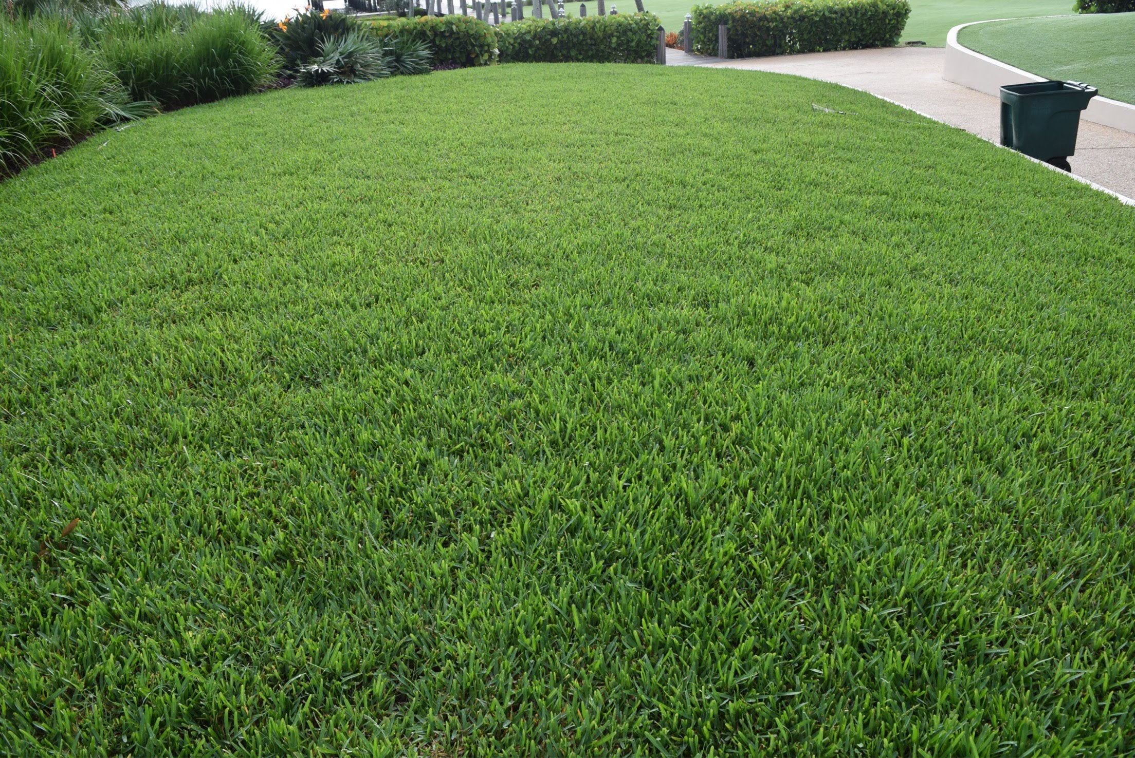 Bermuda and St. Augustine Grass