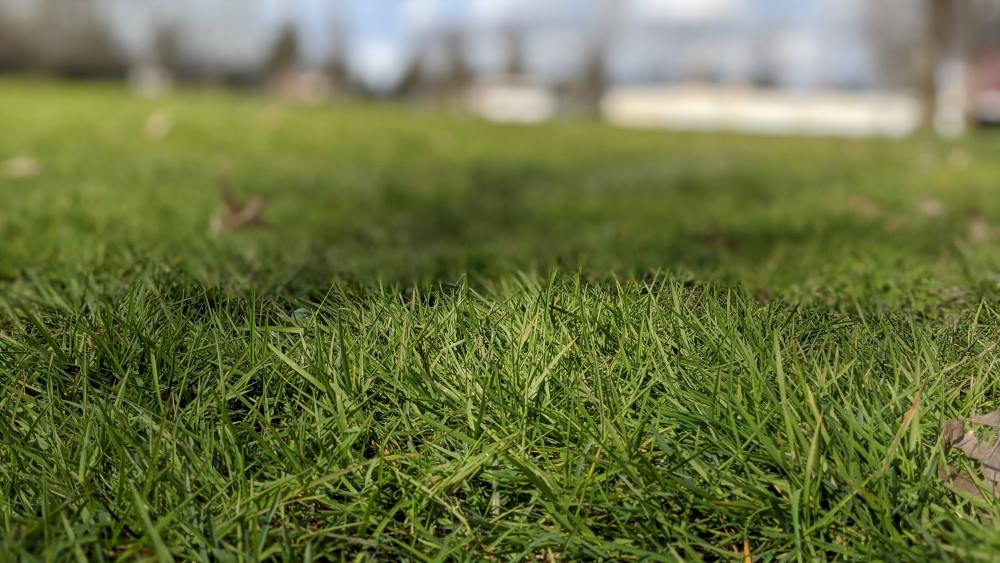 Bermudagrass Turning Yellow? Here's How to Fix It