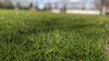 Bermudagrass Turning Yellow? Here's How to Fix It