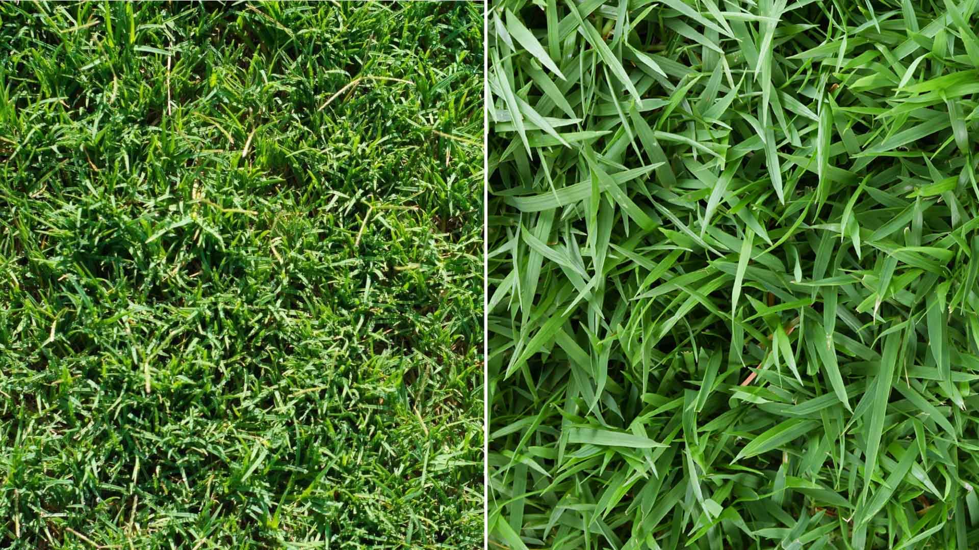 Bermuda vs. Zoysia: Which Grass is Less Maintenance?