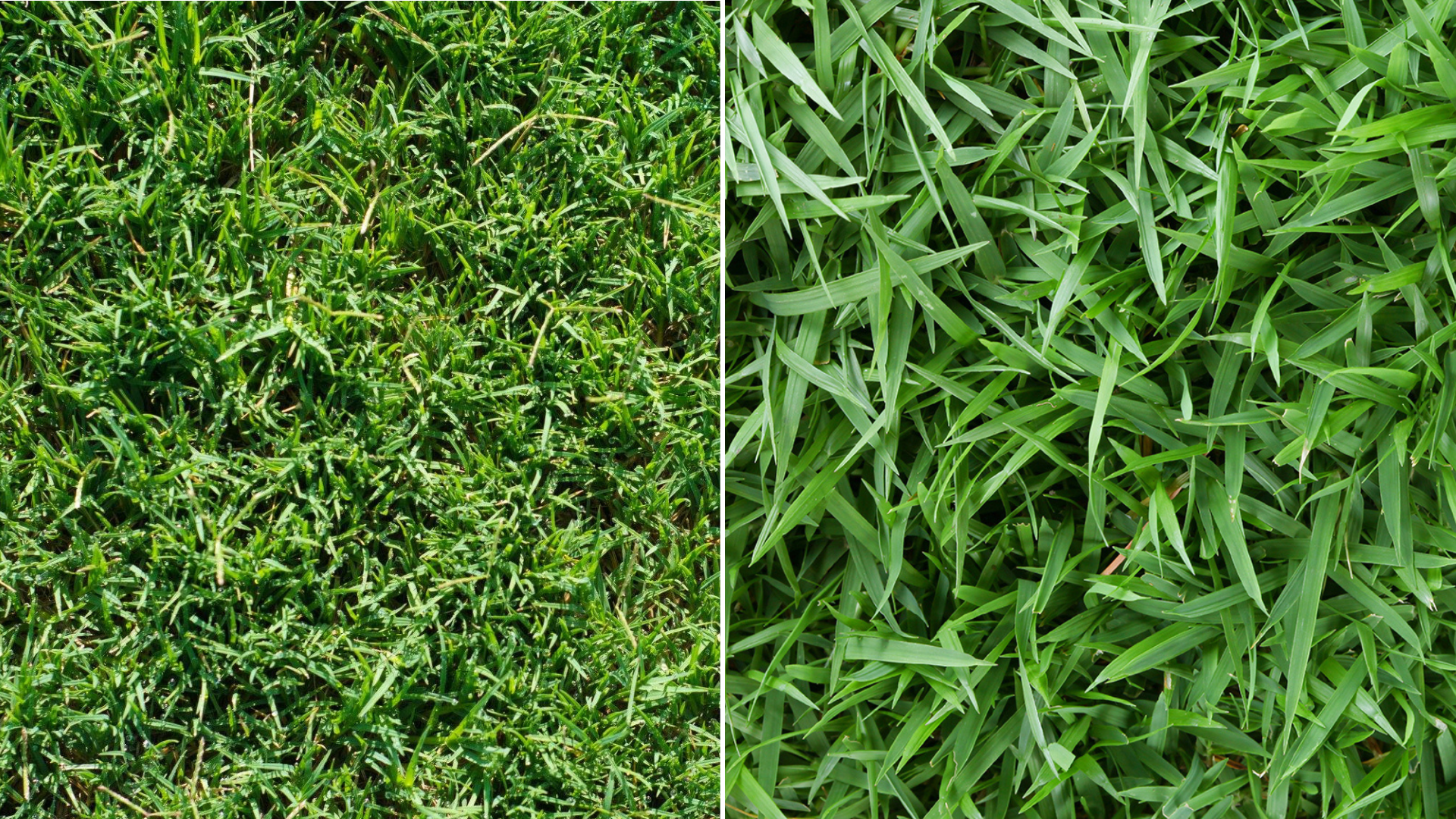 Bermuda vs. Zoysia Grass