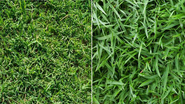 bermuda-vs-zoysia-grass-maintenance