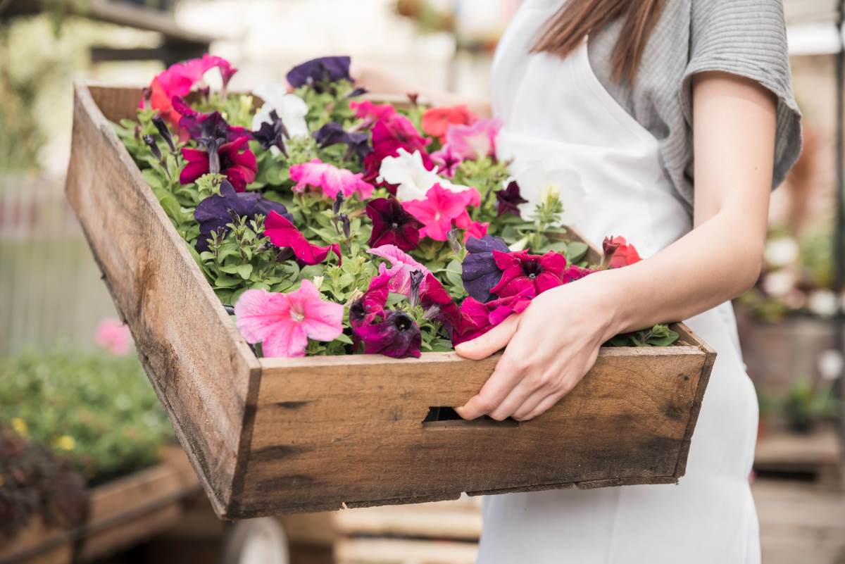 6 Annual Flowers that Grow Best in Florida