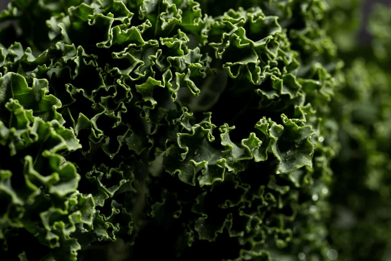 Top Companion Plants for Kale: What to Grow Together