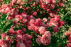 Best Plant Food for Rose Bushes: Tips for Better Blooms