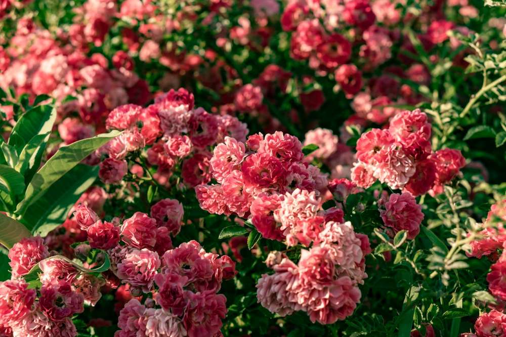 best-fertilizer-for-rose-bushes