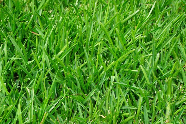 best-fertilizer-zoysia-grass