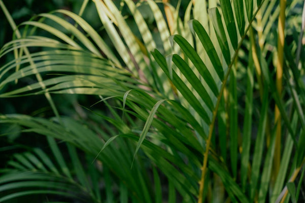 best-palm-trees-florida