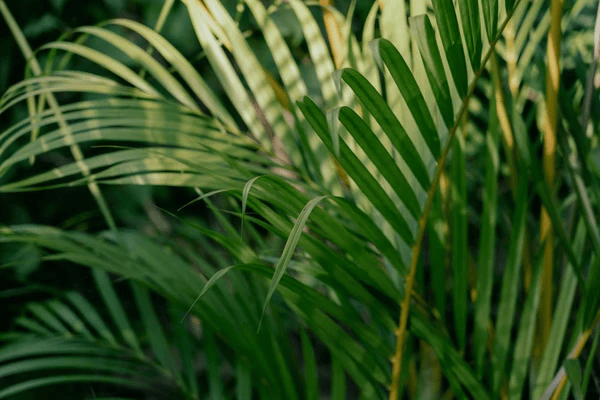 Best Tips for Growing and Maintaining Palm Trees