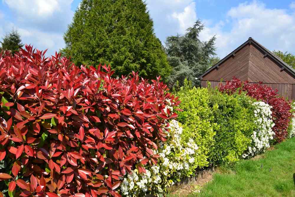 10 Best Plants for Privacy in Florida