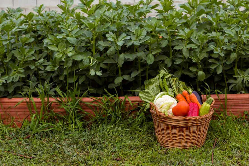 Best Summer Vegetables in Florida for Your Edible Garden