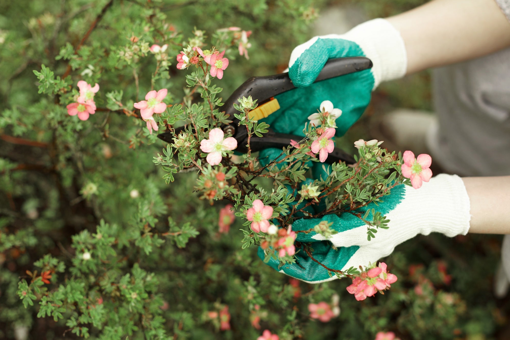 When is the Best Time to Prune Flowering Shrubs