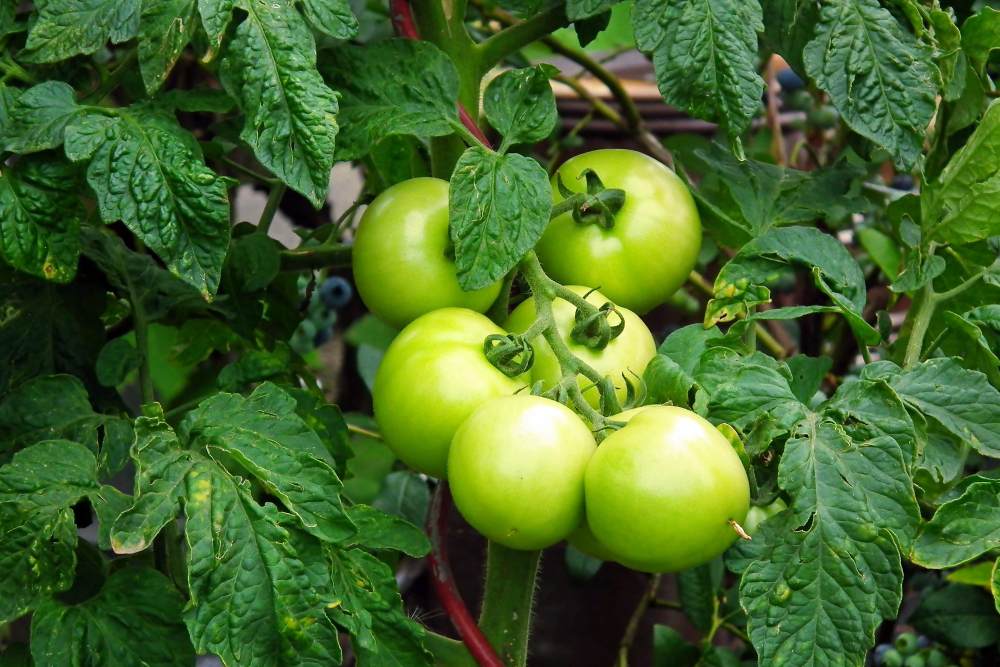 best-vegetable-fertilizer-for-tomatoes