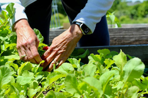 best-vegetables-to-grow-raised-garden-beds