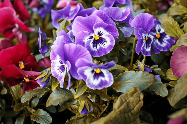 The Best Winter Annuals to Add Color to Your Garden